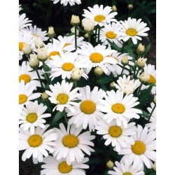 Złocień wielki - Alaska - 1 szt.