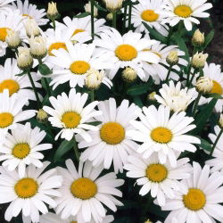 Złocień wielki - Alaska - GIGA paczka! - 50 szt.