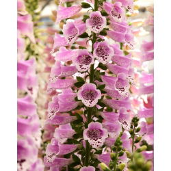 Naparstnica Dottie Rose - duża paczka! - 10 szt.