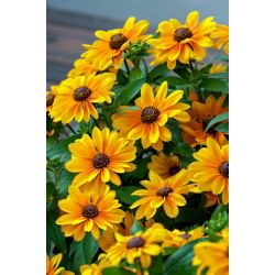 Rudbekia - Tiger Eye Gold - GIGA paczka! - 50 szt.