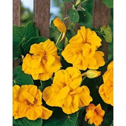 Nasturcja większa pełna Golden Gleam