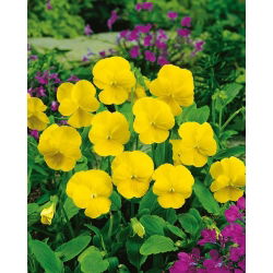 Fiołek rogaty Yellow Perfection
