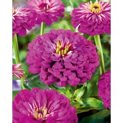 Cynia wytworna daliowa Purple Prince