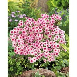 Floks Drummonda - Brilliant - rózowy z czerwonym oczkiem