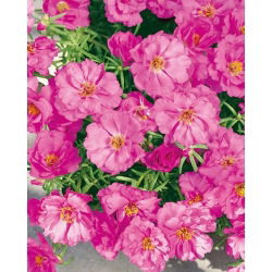 Portulaka pełna - różowa