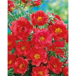 Portulaka pełna - czerwona