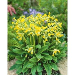 Pierwiosnek lekarski