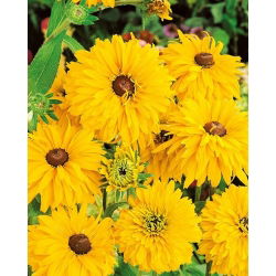 Rudbekia pełna - Golden Daisies