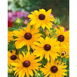 Rudbekia dwubarwna - My Joy