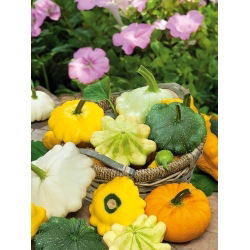 Patison - kolorowa mieszanka