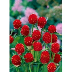 Gomfrena - Strawberry Fields - idealna do suszenia