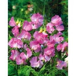 Groszek pachnący Gwendoline