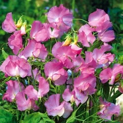 Groszek pachnący Gwendoline