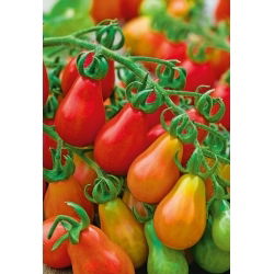 Pomidor Red Pear - koktajlowy