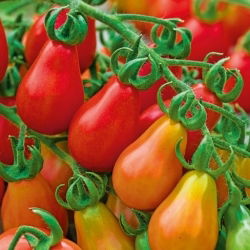 Pomidor Red Pear - koktajlowy