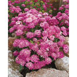 Ubiorek baldaszkowy Rosa Cardinal - różowy