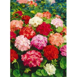 Pelargonia - mix kolorów - 10 nasion