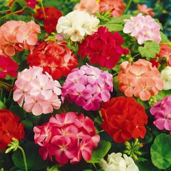 Pelargonia - mix kolorów - 10 nasion