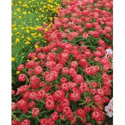 Ubiorek okółkowy, baldaszkowy - czerwony