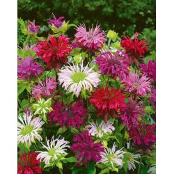 Monarda, pysznogłówka dwoista - mieszanka - 180 nasion