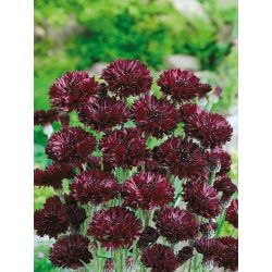 Chaber bławatek - czarny