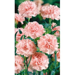 Goździk ogrodowy La France