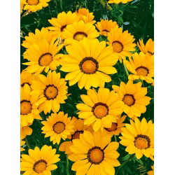 Gazania Yellow with Ring