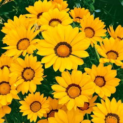 Gazania Yellow with Ring