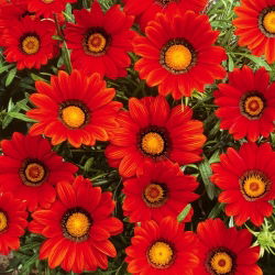 Gazania Red with Ring