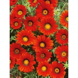 Gazania Red with Ring