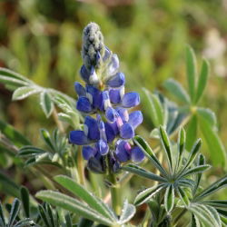 Łubin wąskolistny Agat - 1 kg