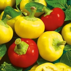 Papryka ostra Alma Picante - typ Koral
