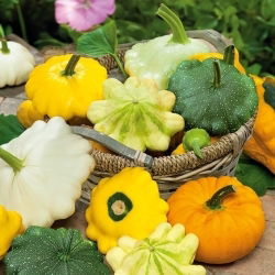 Patison - kolorowa mieszanka