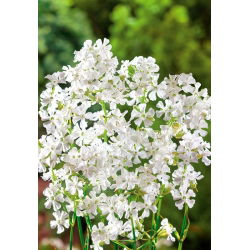 Firletka smółka - biała