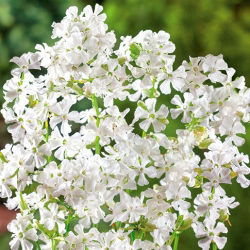 Firletka smółka - biała