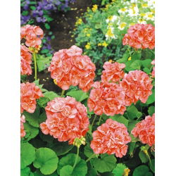 Pelargonia rabatowa łososiowa - 10 nasion