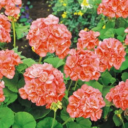 Pelargonia rabatowa łososiowa - 10 nasion