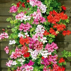Pelargonia bluszczolistna - 5 nasion