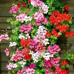 Pelargonia bluszczolistna - 5 nasion