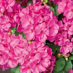 Pelargonia różowa - 11 nasion