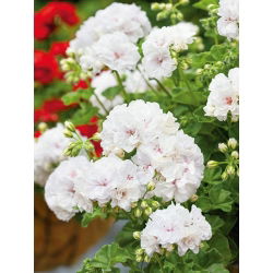 Pelargonia biała - 11 nasion