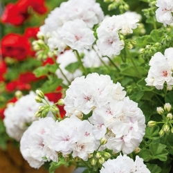 Pelargonia biała - 11 nasion