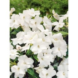 Niecierpek Waleriana - biały