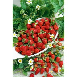 Poziomka Running Red - obficie owocująca, pędy do 1,5 metra