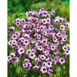 Gilia tricolor Bird’s Eyes