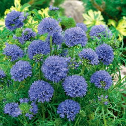 Gilia leptantha - duże kwiaty