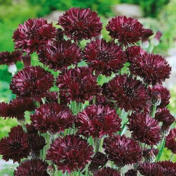 Chaber bławatek - czarny