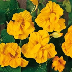 Nasturcja większa pełna Golden Gleam