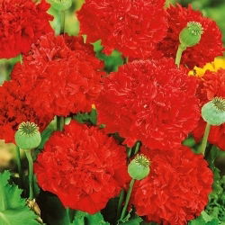 Mak letni - peoniowy, szkarłatny