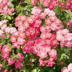 Floks Drummonda - Leopoldii - łososiowo rożowy z białym oczkiem